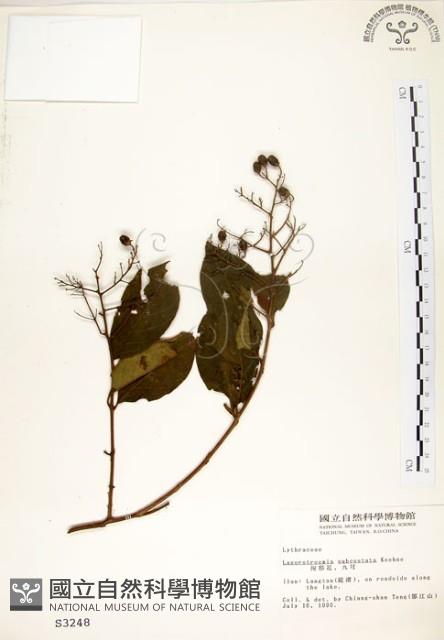 九芎藏品圖，第1張