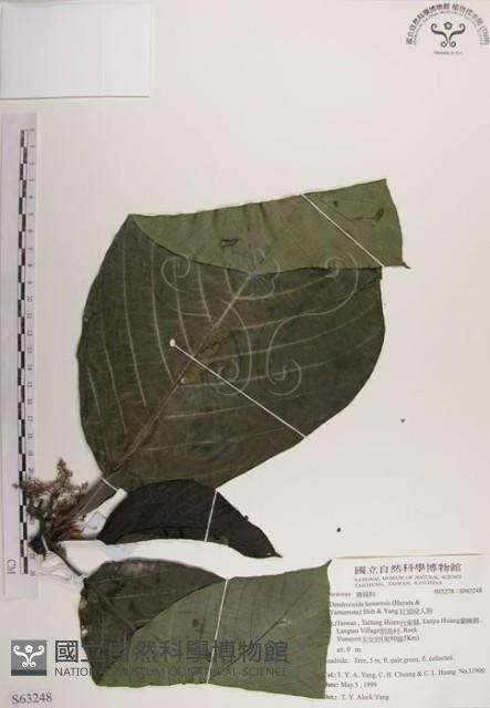 紅頭咬人狗藏品圖，第1張