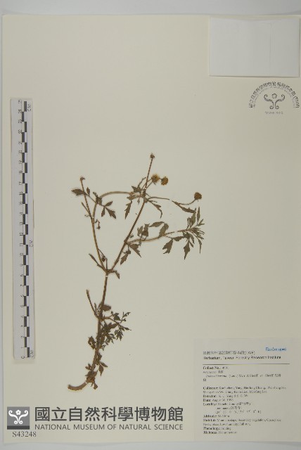 鬼針舅藏品圖，第1張