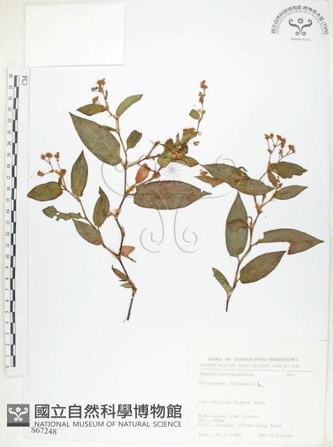 火炭母草、清飯藤藏品圖，第1張