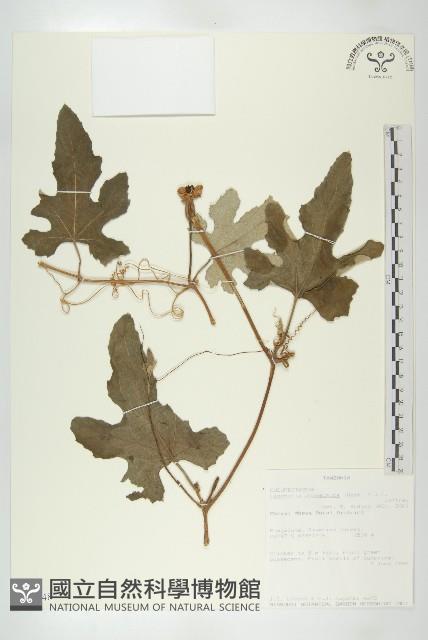 登錄號:S096448藏品圖，第1張