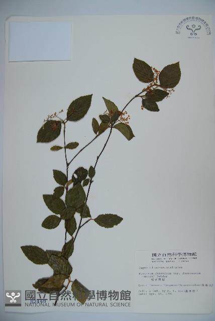 紅子莢迷藏品圖，第1張