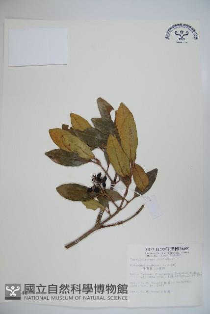 珊瑚樹藏品圖，第1張