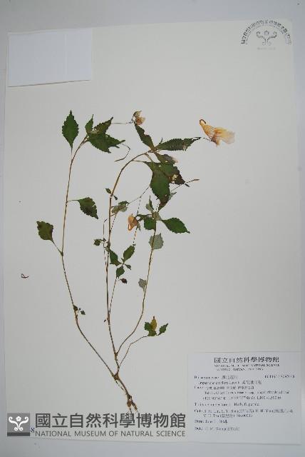 紫花鳳仙花藏品圖，第1張