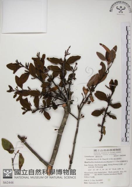 高氏桑寄生藏品圖，第1張