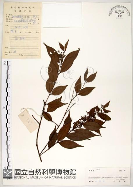 十子木、加入舅藏品圖，第1張