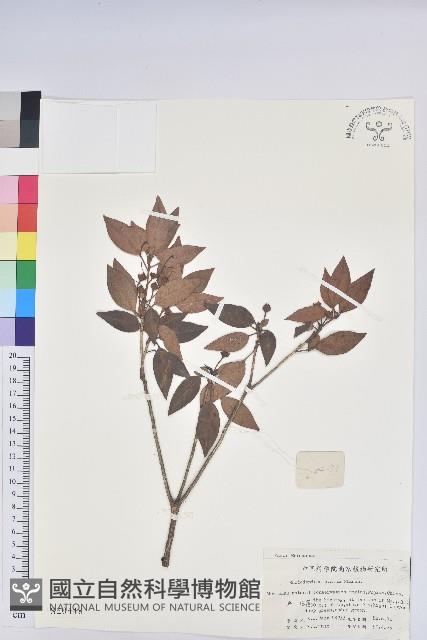 馬銀花藏品圖，第1張