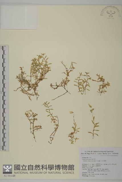 玉山卷耳藏品圖，第1張