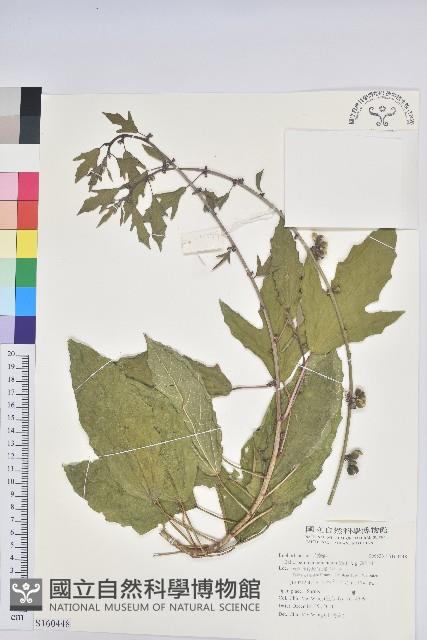 斑籽木藏品圖，第1張