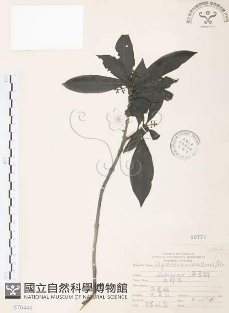 九節木、牛屎烏、青龍吐霧藏品圖，第1張