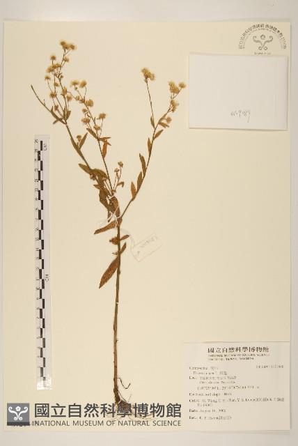 飛蓬藏品圖，第1張