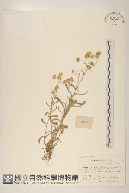 鼠麴草藏品圖，第1張