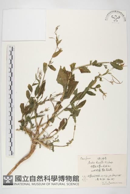 硬毛南芥藏品圖，第1張