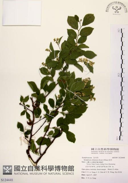 灰木藏品圖，第1張