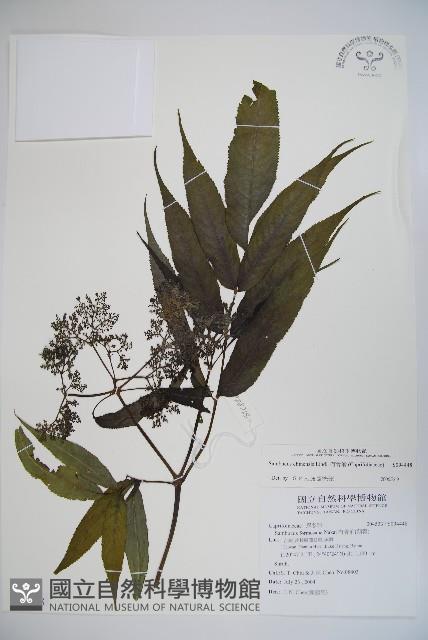 冇骨消藏品圖，第1張