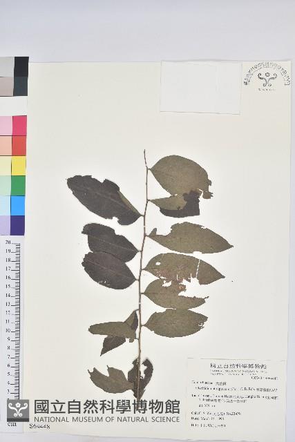 菲律賓饅頭果藏品圖，第1張