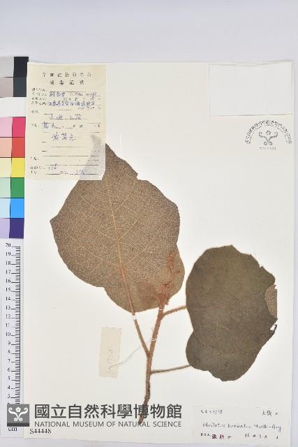 毛桐藏品圖，第1張