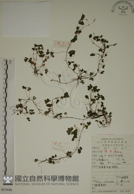 酢漿草藏品圖，第1張