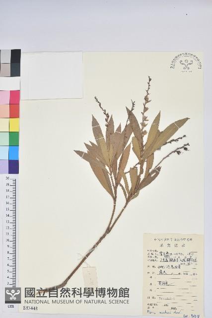 長萼馬醉木藏品圖，第1張