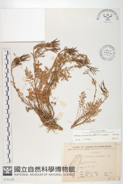 臺灣山芥菜藏品圖，第1張