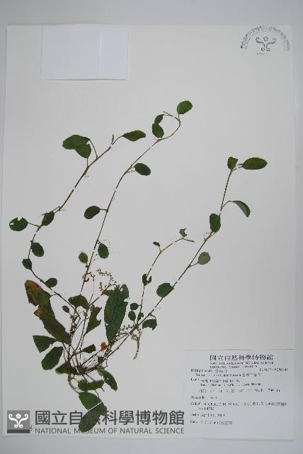 臺灣附地草藏品圖，第1張