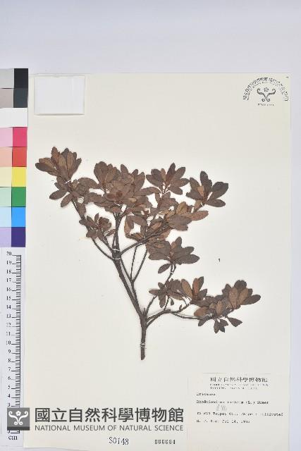 夏鵑藏品圖，第1張