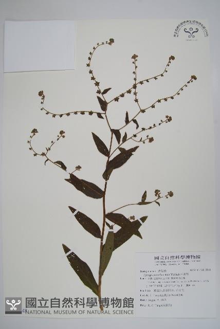 琉璃草藏品圖，第1張