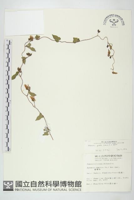 菜欒藤藏品圖，第1張