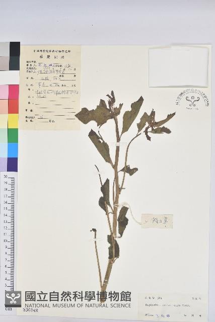 猩猩草藏品圖，第1張