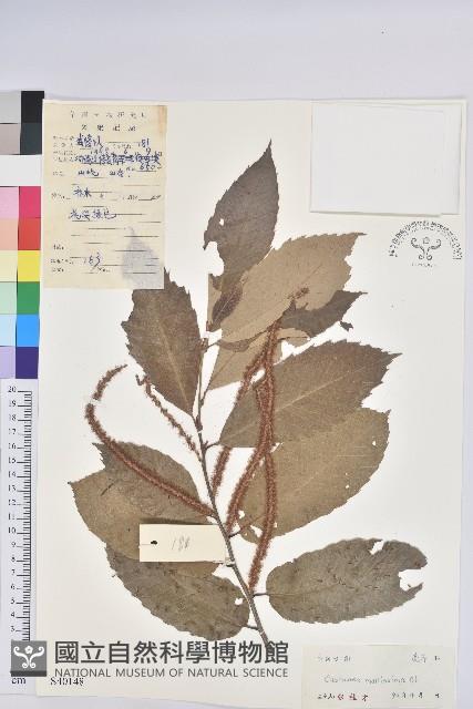 Chinese Chestnut Collection Image