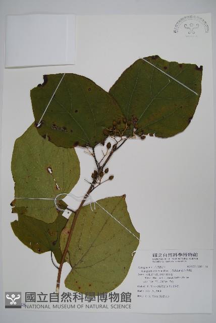 華八角楓藏品圖，第1張