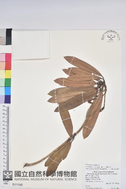 臺灣杜鵑藏品圖，第1張