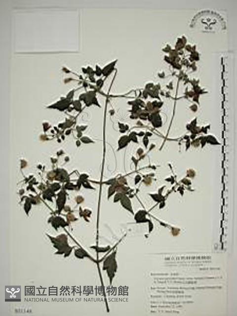 巴氏鐵線蓮藏品圖，第1張