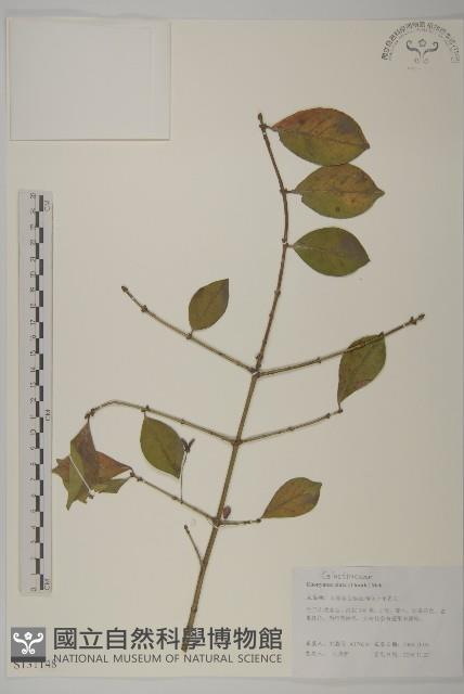 衛矛、錦木藏品圖，第1張