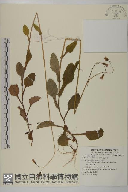 紫背草藏品圖，第1張