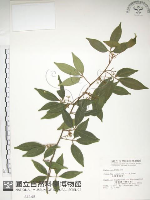 飛龍掌血藏品圖，第1張