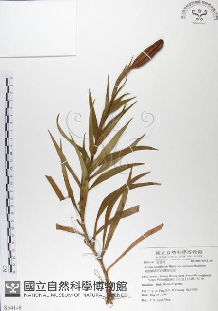 粗莖麝香百合、糙莖麝香百合、鐵炮百合藏品圖，第1張