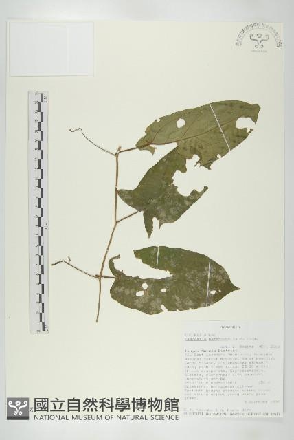 登錄號:S094148藏品圖，第1張