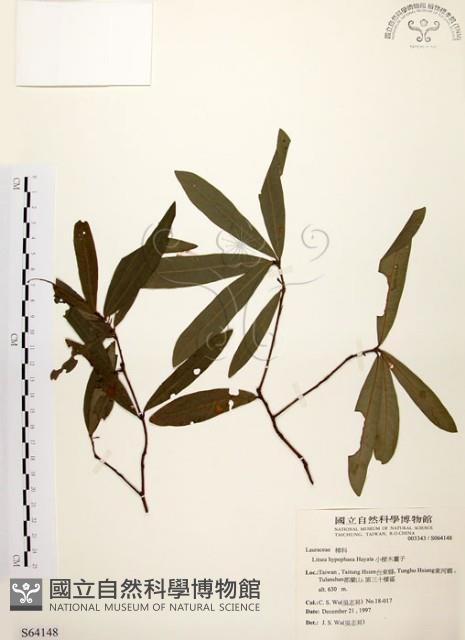 黃肉樹, 小梗木薑子藏品圖，第1張