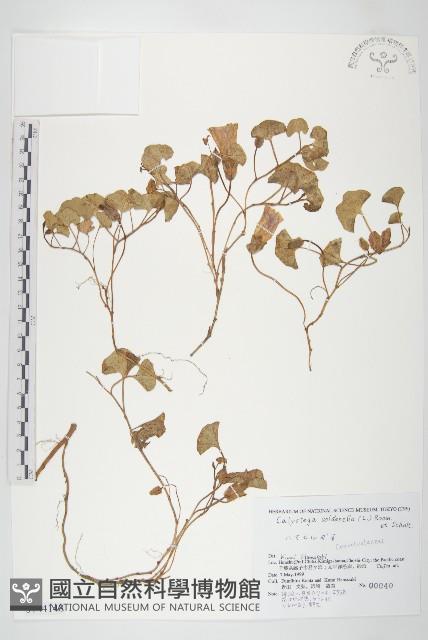 濱旋花藏品圖，第1張