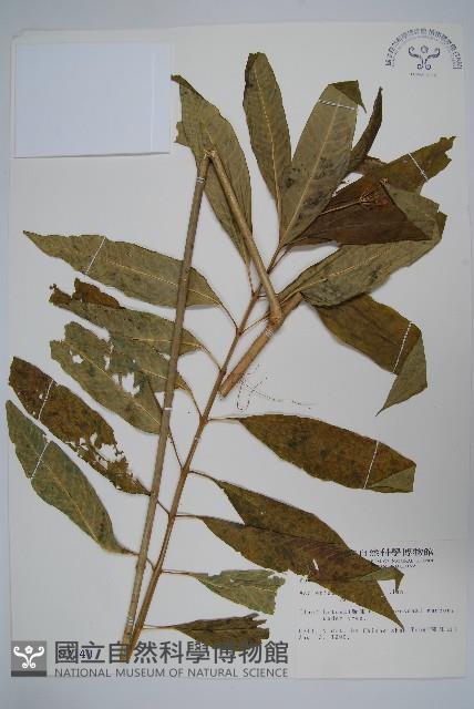 尖尾鳳、馬利筋藏品圖，第1張