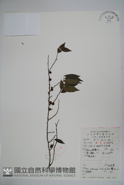 密毛假黃楊藏品圖，第1張