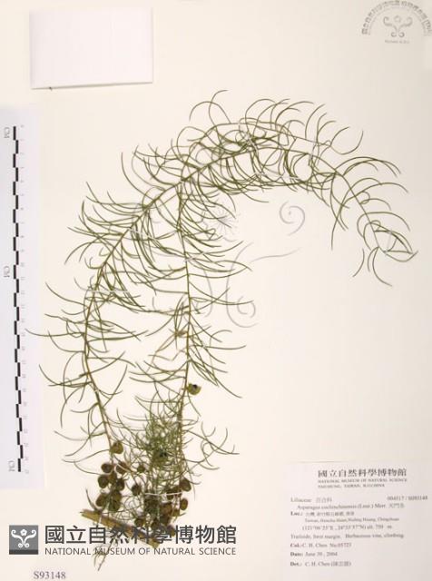 天門冬藏品圖，第1張