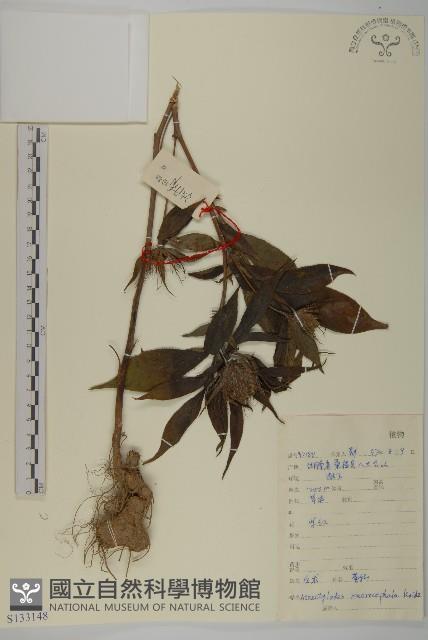 白朮藏品圖，第1張