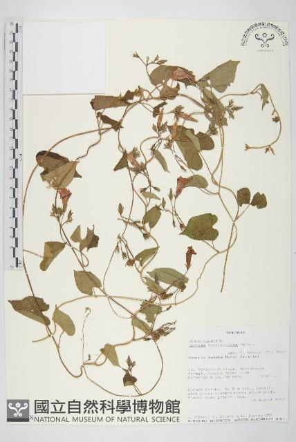 登錄號:S097148藏品圖，第1張