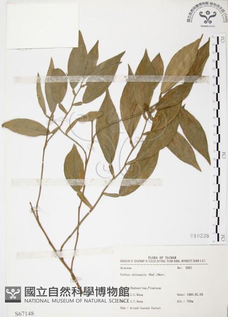 柚葉藤藏品圖，第1張