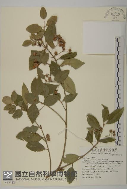 刺果衛矛藏品圖，第1張