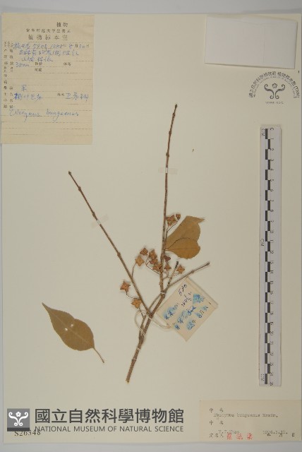 白杜藏品圖，第1張
