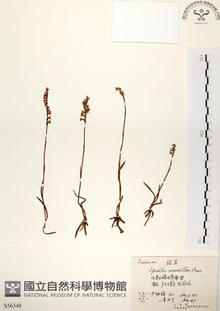 綬草藏品圖，第1張