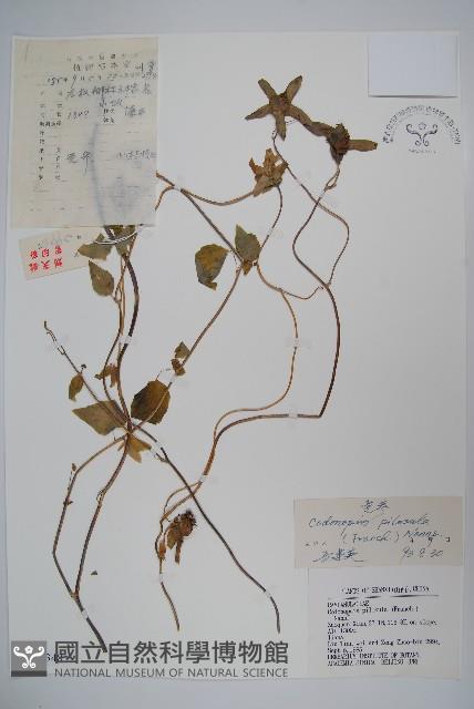 台參藏品圖，第1張